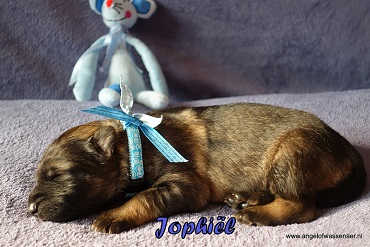 Jophiël, licht-grauwe Oudduitse Herder reu van 1 week oud